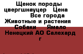 Щенок породы  цвергшнауцер › Цена ­ 30 000 - Все города Животные и растения » Собаки   . Ямало-Ненецкий АО,Салехард г.